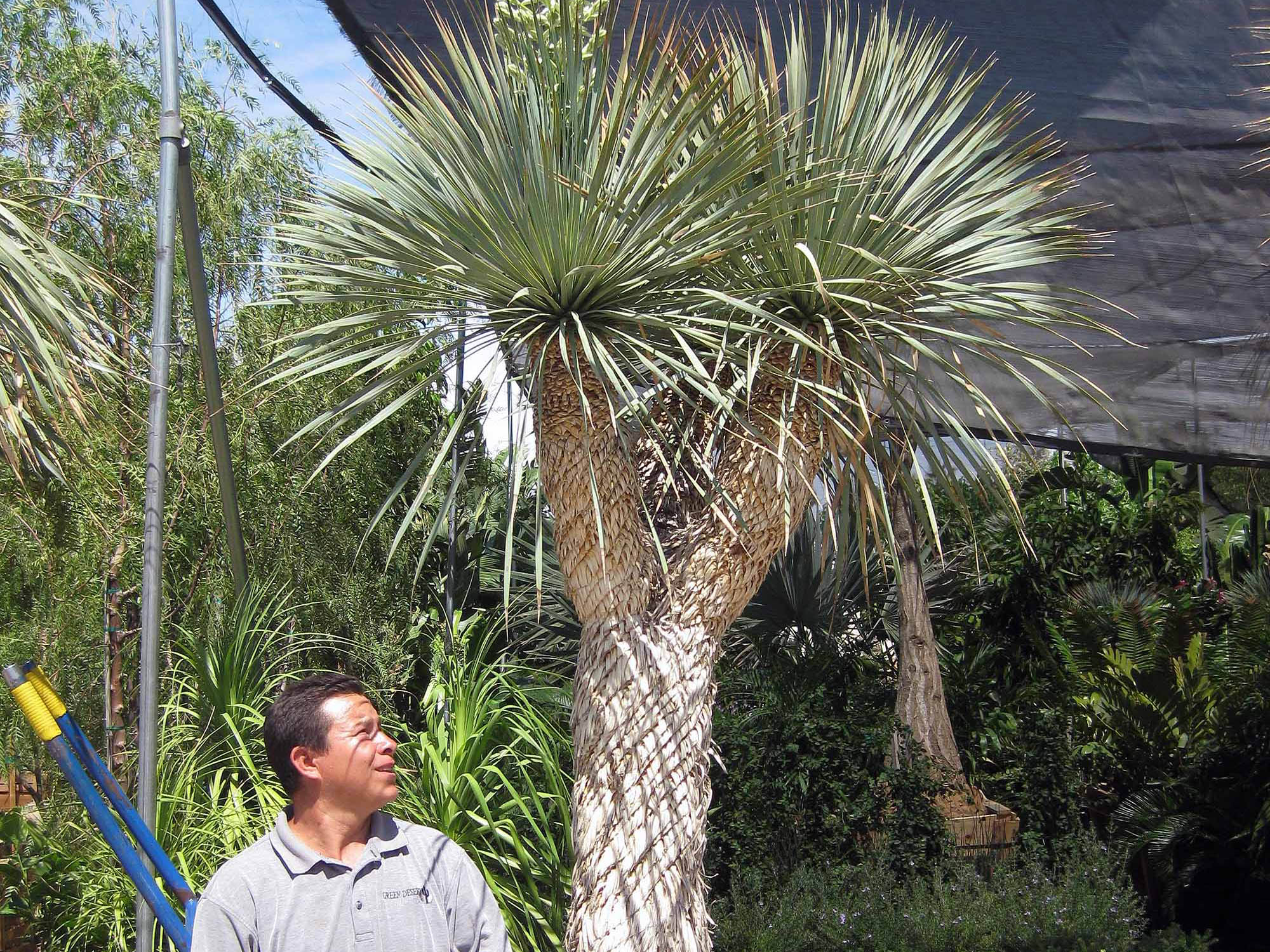 Indio CA Plant Nursery & Garden Center Palm Trees for Sale