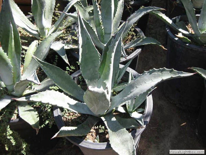 Agave americana