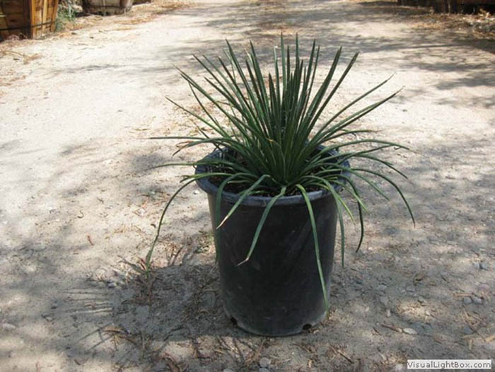 Agave Geminiflora