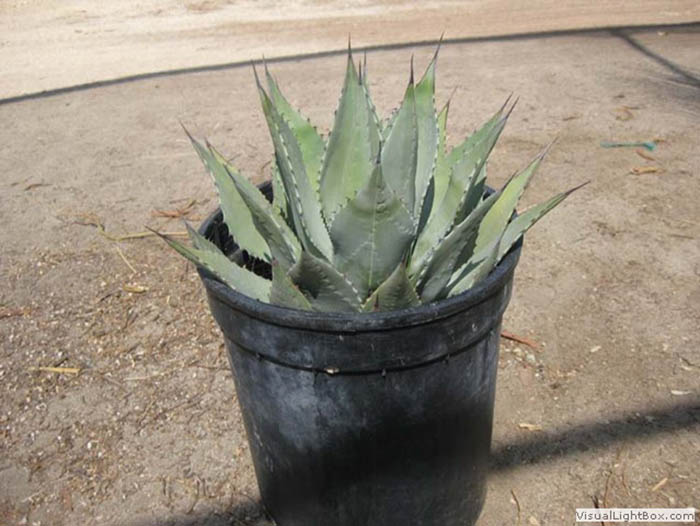 Agave Parryi Hybrid1