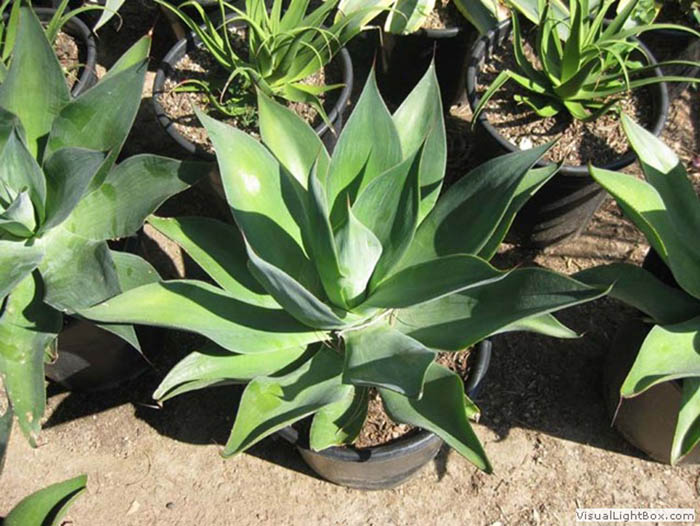 Agave Victoria