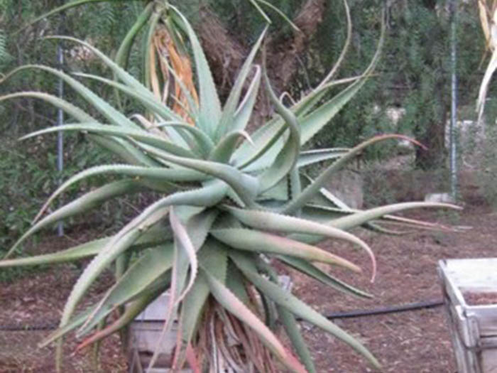 Aloe Africans