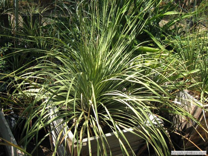 Dasylirion Acrotriche Texanum
