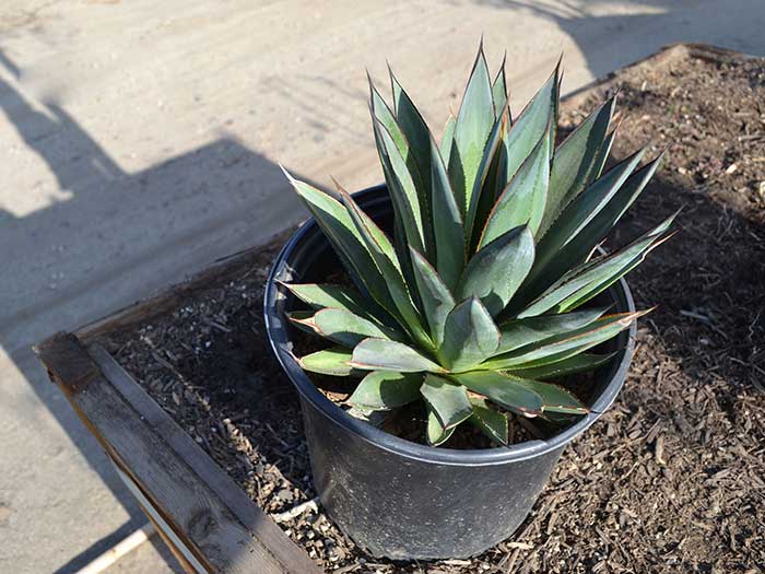 Agave-blue-glow