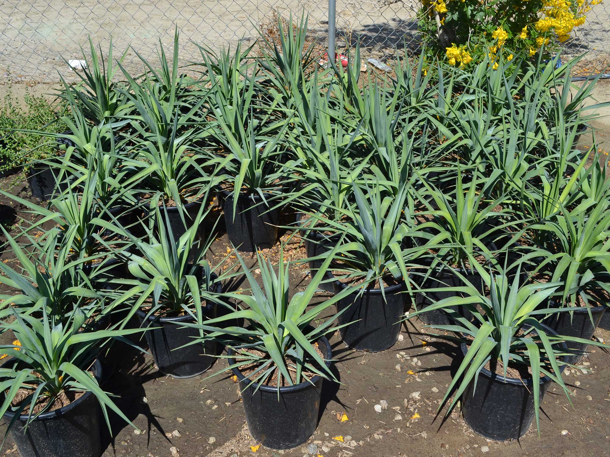 Yucca-recurvifolia-_pendula