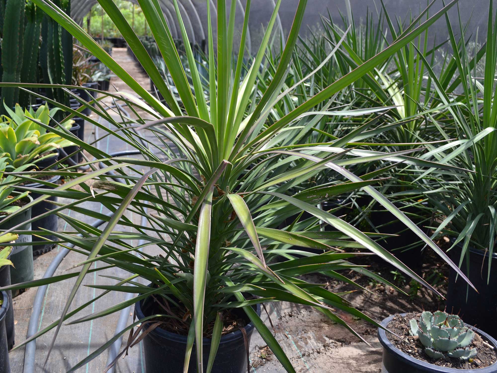 Yucca-aloifolia(1)