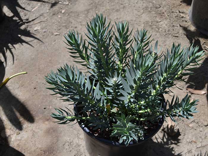 Euphorbia-rigida-(biglandulosa)