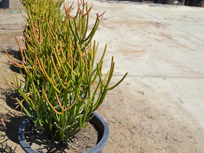 Euphorbia-tirucalli_sticks-of-fire