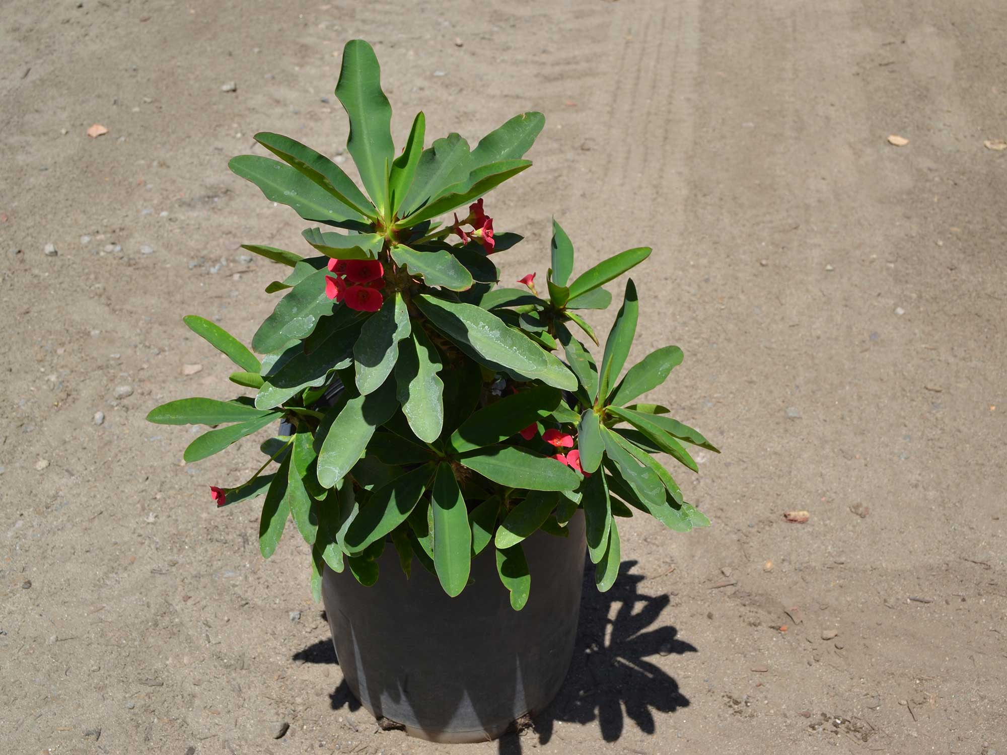 Euphorbia-hybrid_thai