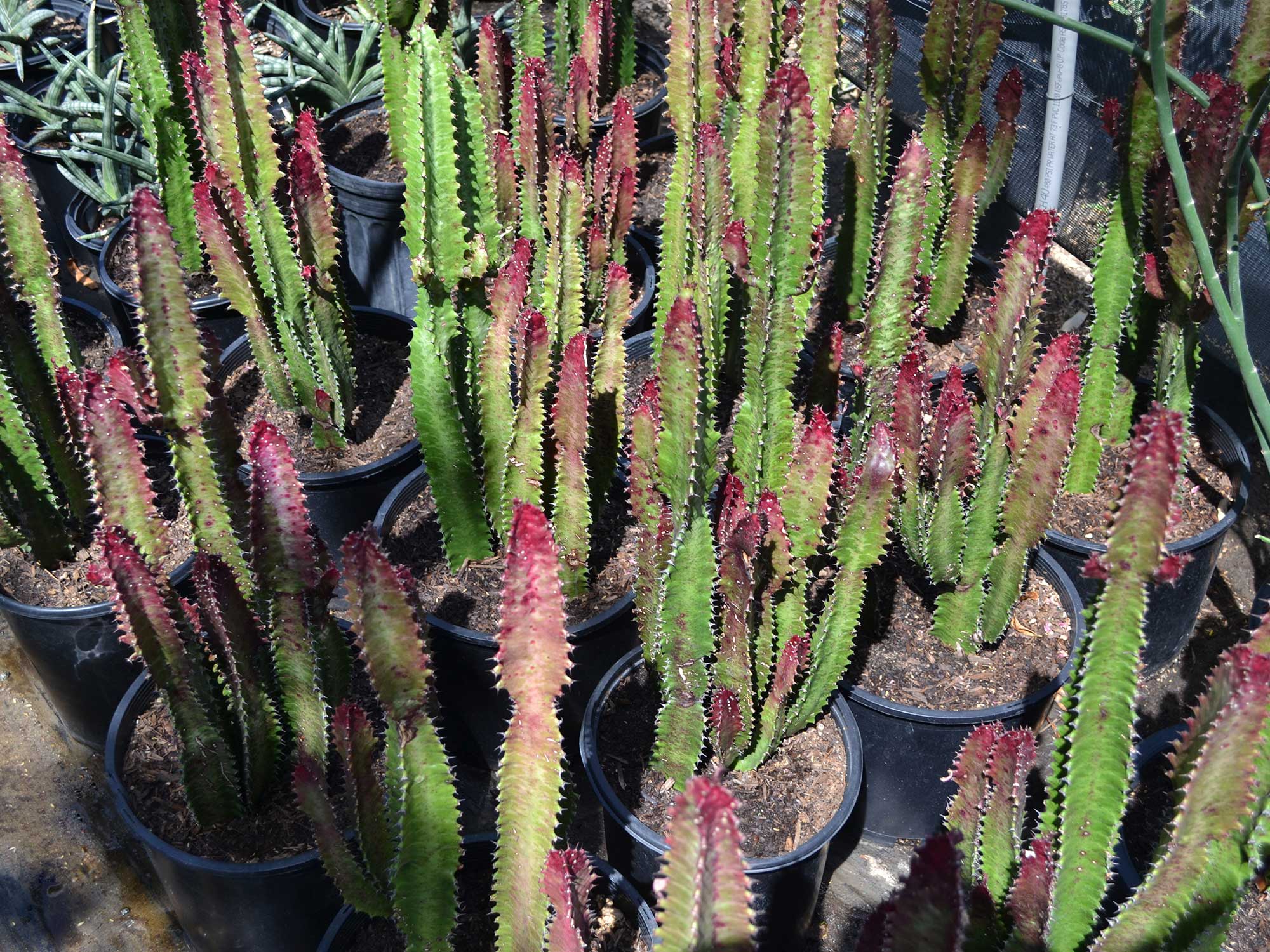 Euphorbia-trigona_rubra