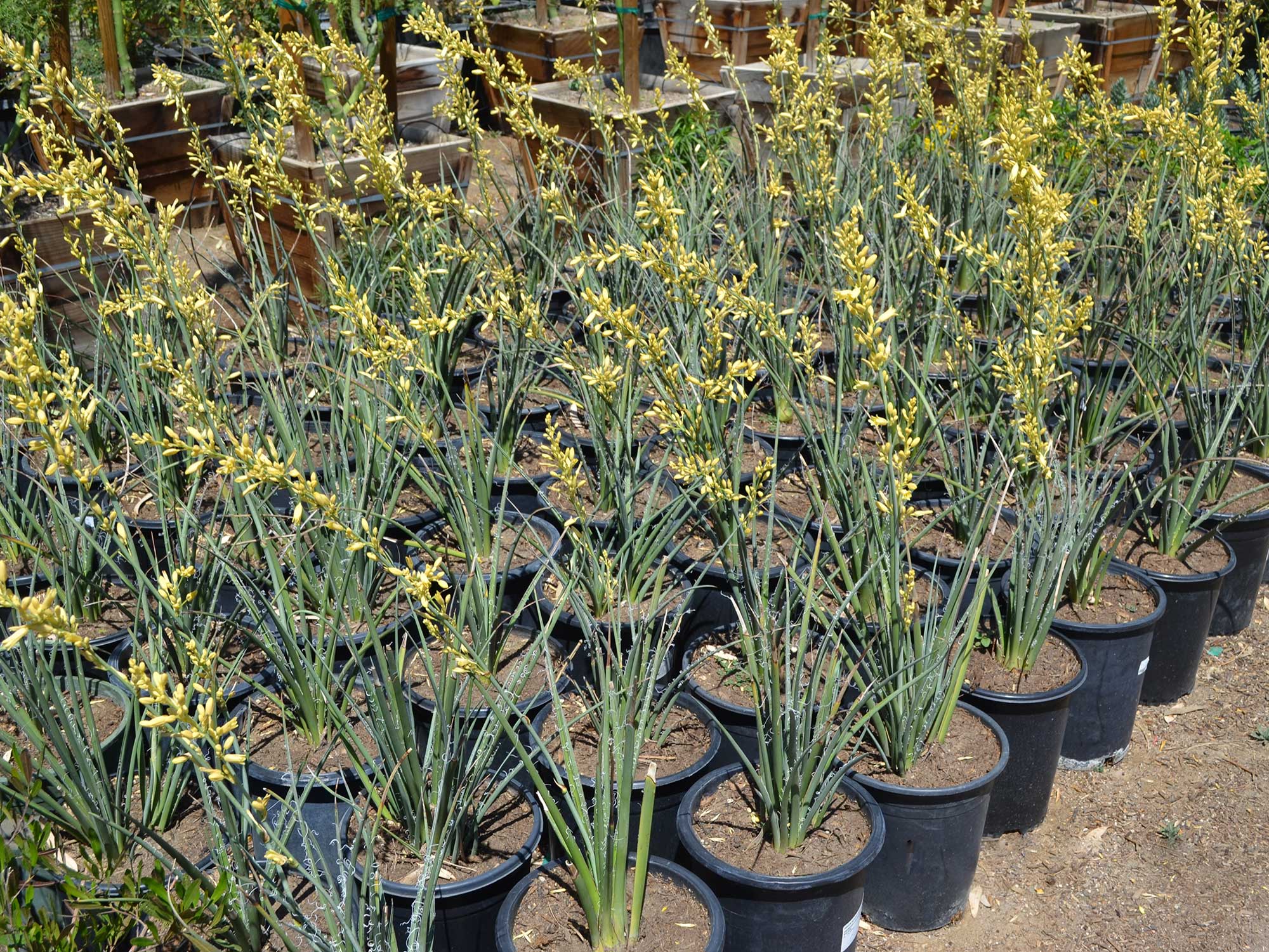 Hesperaloe-parviflora---yellow