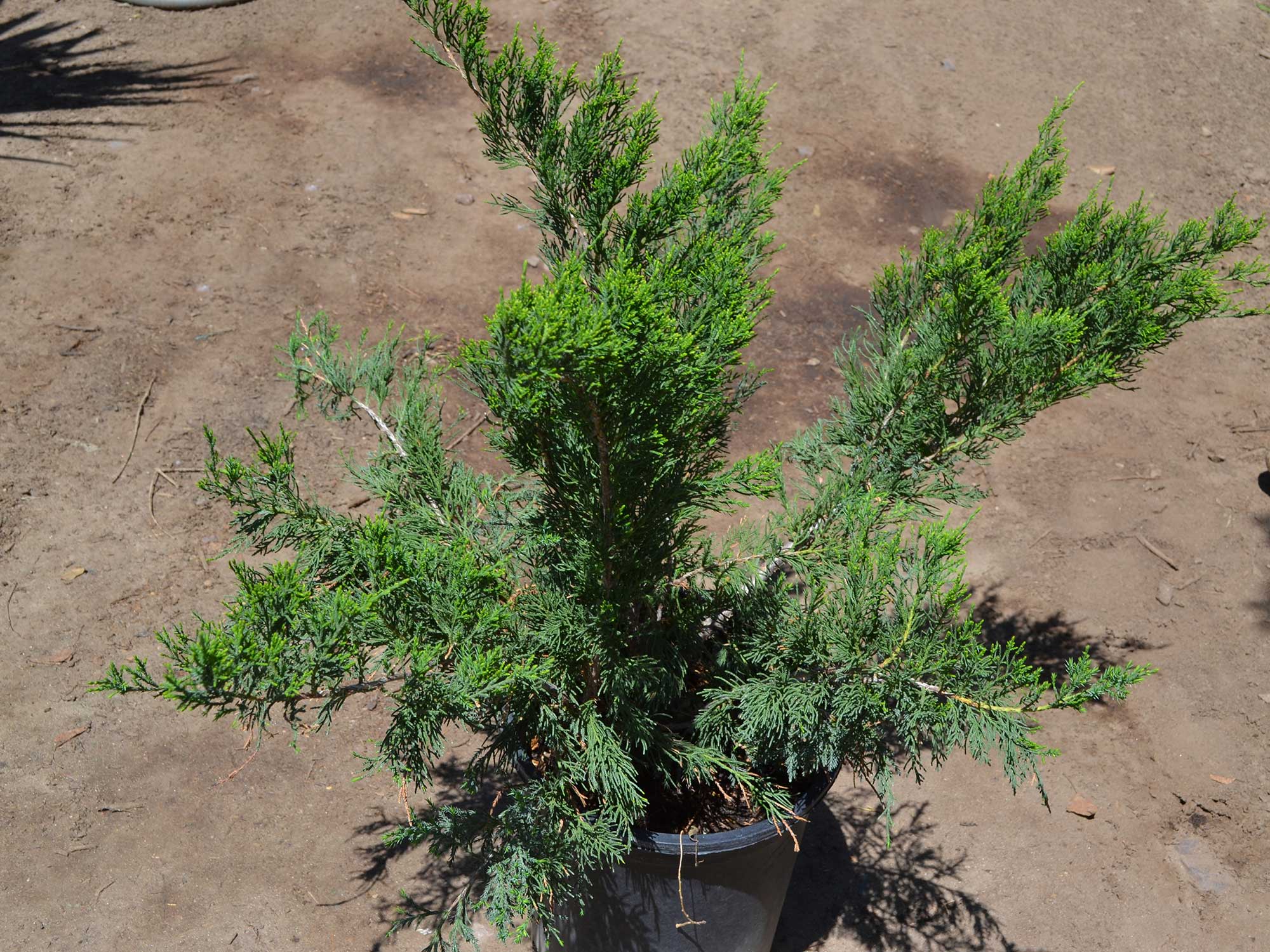 Juniperus-_sea-green_