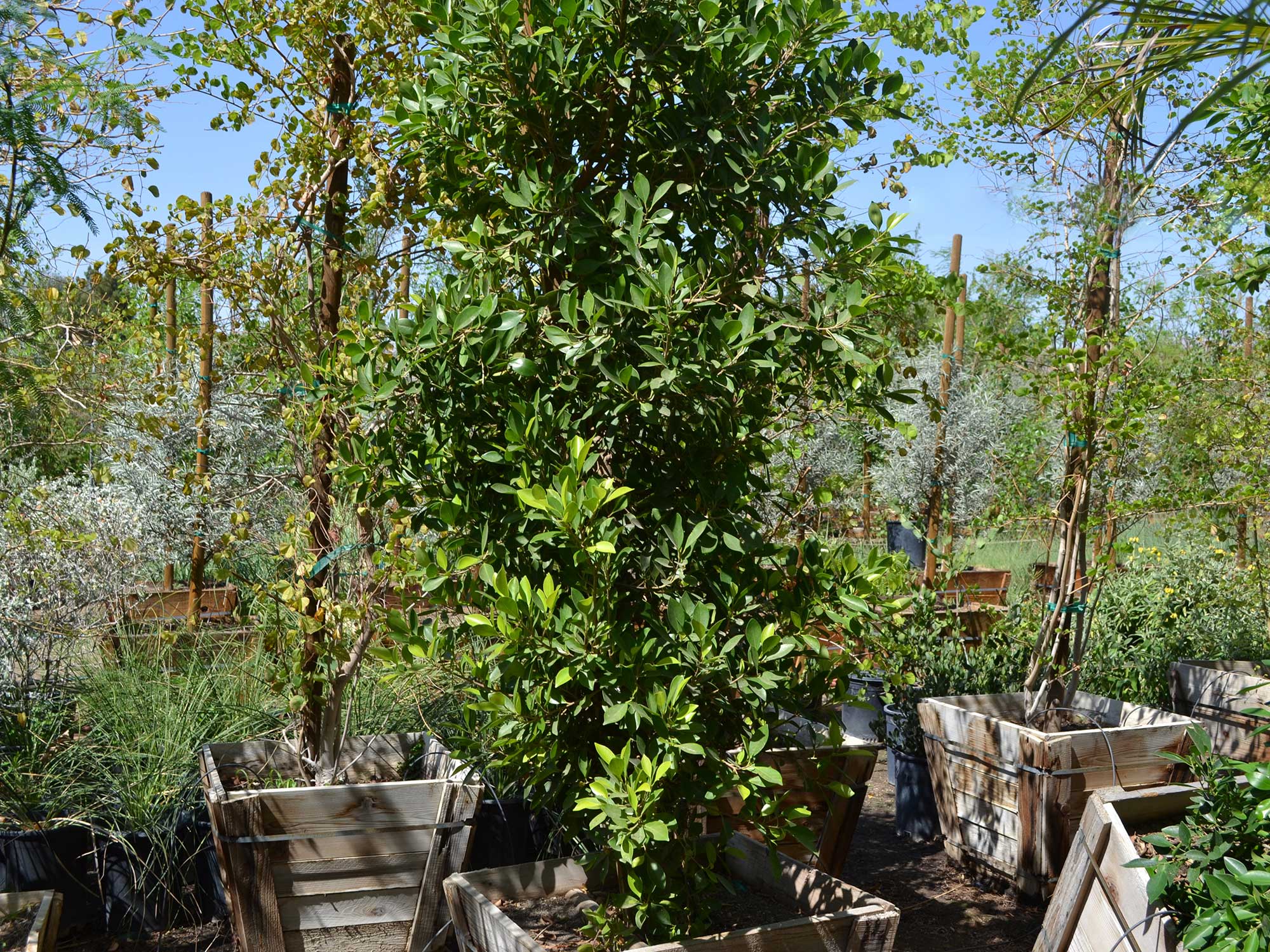 Ficus-nitida-column