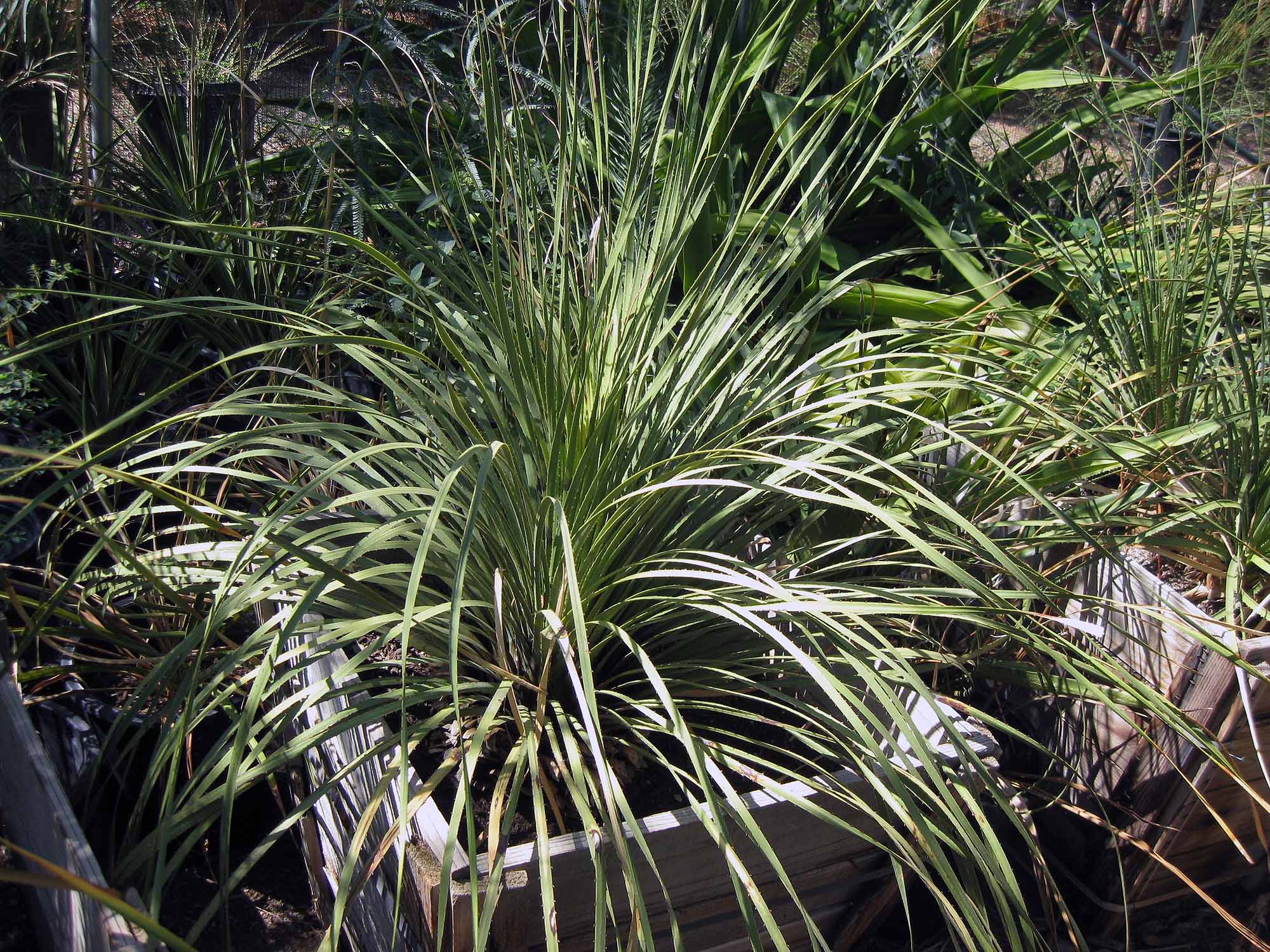Indio CA Plant Nursery & Garden Center Palm Trees for Sale