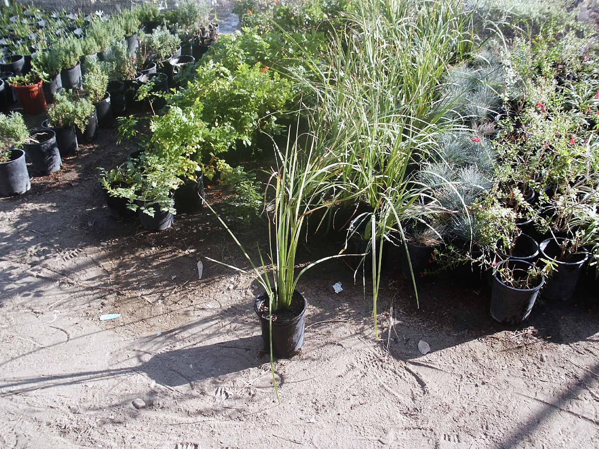 Indio CA Plant Nursery & Garden Center Palm Trees for Sale