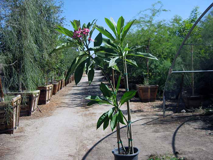 Plumeria