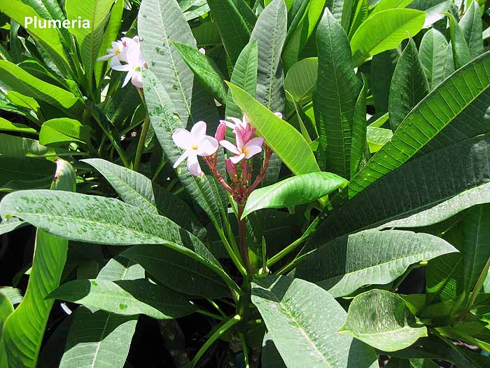 Plumeria