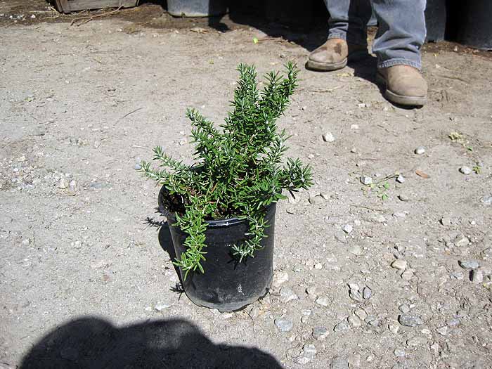 Rosemary
